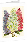 Illustration of Pink, White and Lavender Lilac Blooms by Anonymous