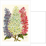 Illustration of Pink, White and Lavender Lilac Blooms by Anonymous