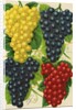 Illustration of Red, Yellow and Purple Grape Clusters by Anonymous