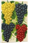 Illustration of Red, Yellow and Purple Grape Clusters by Anonymous