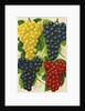 Illustration of Red, Yellow and Purple Grape Clusters by Anonymous
