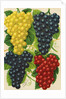 Illustration of Red, Yellow and Purple Grape Clusters by Anonymous