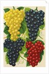 Illustration of Red, Yellow and Purple Grape Clusters by Anonymous