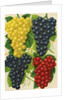 Illustration of Red, Yellow and Purple Grape Clusters by Anonymous