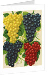 Illustration of Red, Yellow and Purple Grape Clusters by Anonymous
