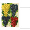 Illustration of Red, Yellow and Purple Grape Clusters by Anonymous
