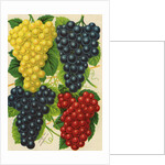 Illustration of Red, Yellow and Purple Grape Clusters by Anonymous