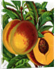 Illustration of Ripe Peaches by Anonymous
