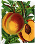 Illustration of Ripe Peaches by Anonymous