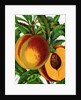 Illustration of Ripe Peaches by Anonymous