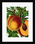 Illustration of Ripe Peaches by Anonymous