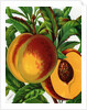 Illustration of Ripe Peaches by Anonymous