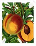 Illustration of Ripe Peaches by Anonymous
