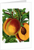 Illustration of Ripe Peaches by Anonymous