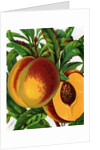 Illustration of Ripe Peaches by Anonymous