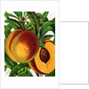 Illustration of Ripe Peaches by Anonymous