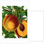Illustration of Ripe Peaches by Anonymous