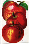 Illustration of Red Apples by Anonymous