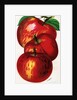 Illustration of Red Apples by Anonymous