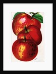 Illustration of Red Apples by Anonymous