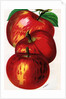 Illustration of Red Apples by Anonymous