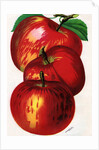 Illustration of Red Apples by Anonymous
