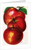 Illustration of Red Apples by Anonymous