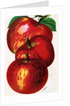 Illustration of Red Apples by Anonymous