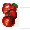 Illustration of Red Apples by Anonymous