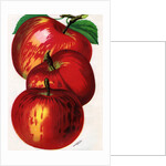 Illustration of Red Apples by Anonymous