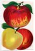Illustration of Red and Yellow Apples by Anonymous