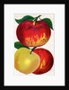 Illustration of Red and Yellow Apples by Anonymous