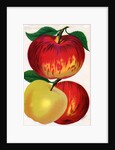 Illustration of Red and Yellow Apples by Anonymous