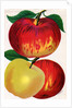 Illustration of Red and Yellow Apples by Anonymous