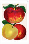 Illustration of Red and Yellow Apples by Anonymous