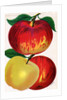 Illustration of Red and Yellow Apples by Anonymous