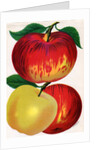 Illustration of Red and Yellow Apples by Anonymous
