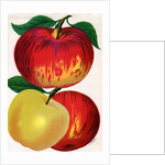 Illustration of Red and Yellow Apples by Anonymous