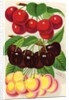 Illustration of Red, Purple and Yellow Cherries by Anonymous
