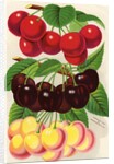 Illustration of Red, Purple and Yellow Cherries by Anonymous