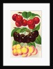 Illustration of Red, Purple and Yellow Cherries by Anonymous