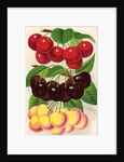 Illustration of Red, Purple and Yellow Cherries by Anonymous