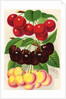 Illustration of Red, Purple and Yellow Cherries by Anonymous