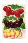 Illustration of Red, Purple and Yellow Cherries by Anonymous