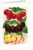Illustration of Red, Purple and Yellow Cherries by Anonymous