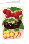Illustration of Red, Purple and Yellow Cherries by Anonymous