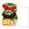 Illustration of Red, Purple and Yellow Cherries by Anonymous