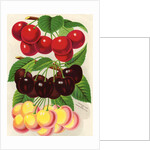 Illustration of Red, Purple and Yellow Cherries by Anonymous
