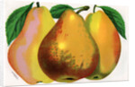 Illustration of Pear Varieties by Anonymous