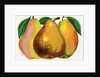 Illustration of Pear Varieties by Anonymous
